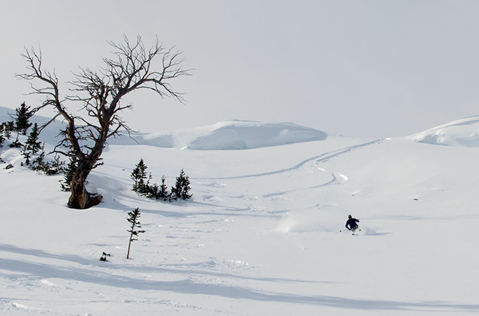 dead tree